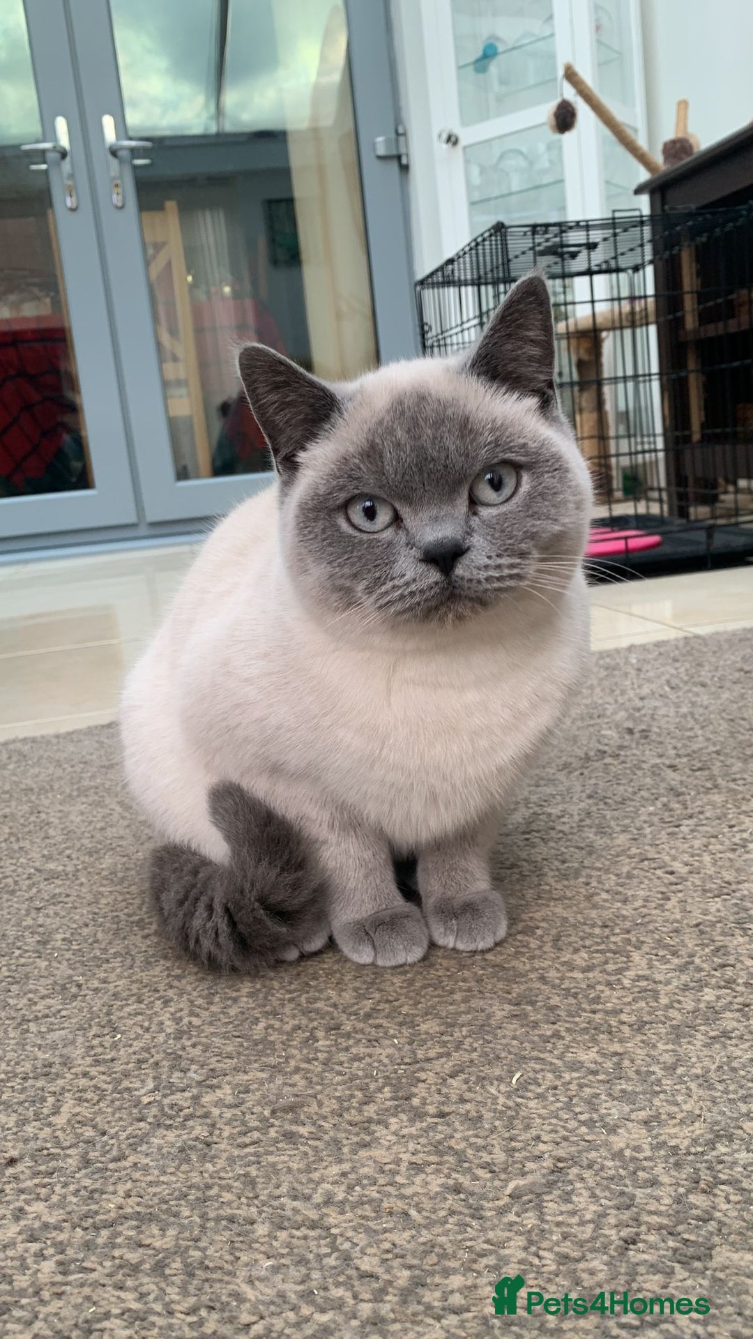 British Shorthair cats for sale: Stunning Pedigree British Blue Short Hair Males - Image 3