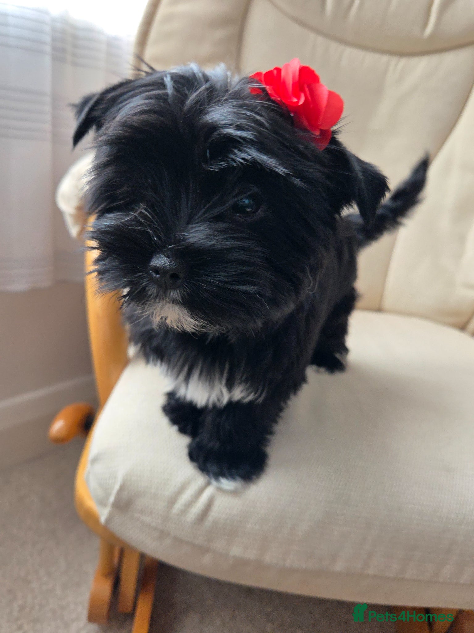 Yorkshire Terrier dogs Mini rare black and white Yorkshire Terrier. - Advert 11