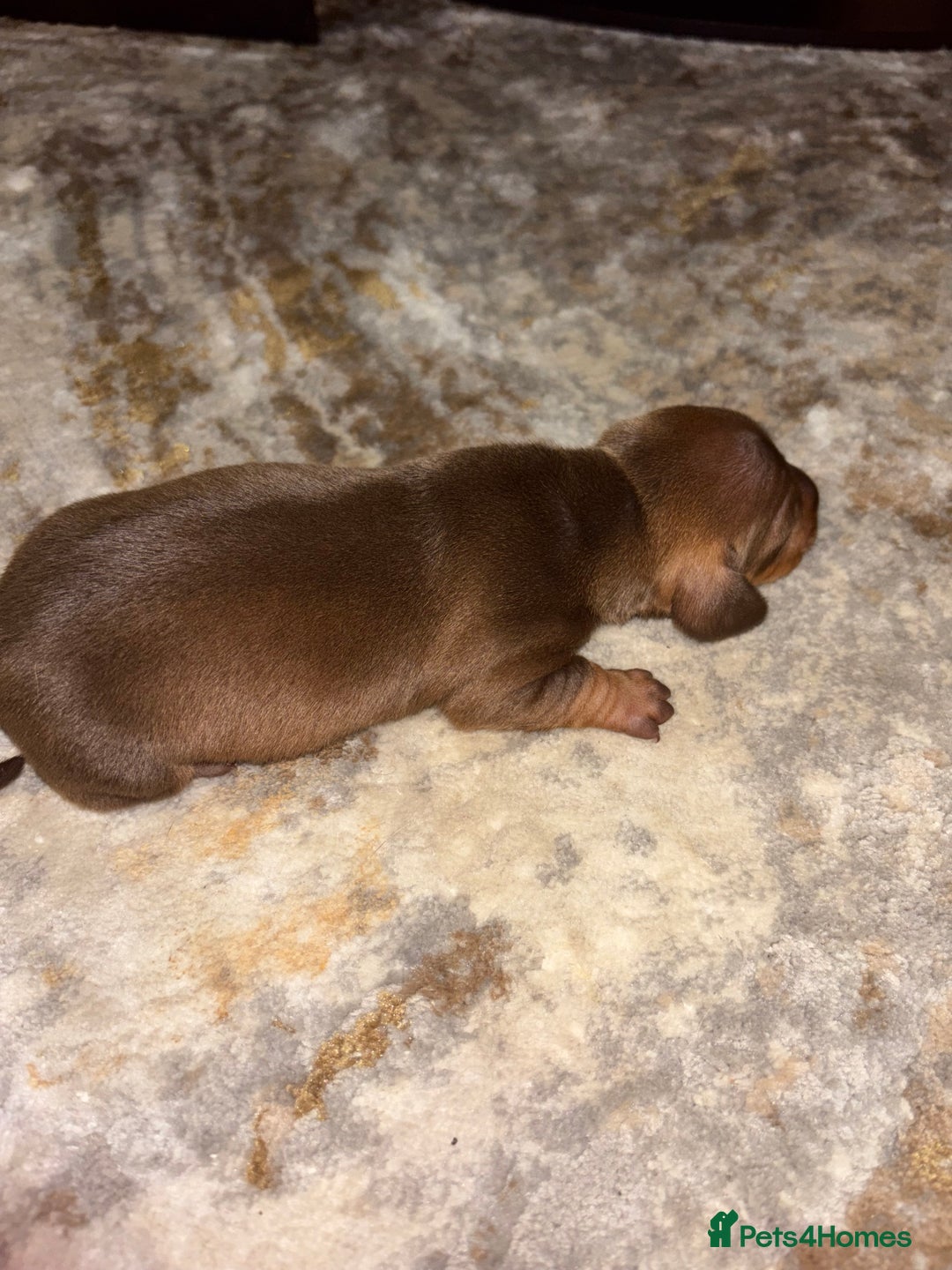 Miniature Dachshund dogs for sale: Miniature dachshund  - Advert 7