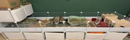 Guinea Pig rodents for sale: 2 bonded board with all supplies in ELY - Advert 2