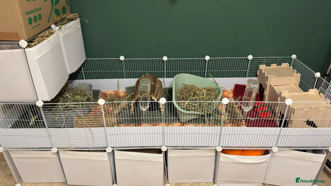 Guinea Pig rodents for sale: 2 bonded board with all supplies in ELY - Advert 2