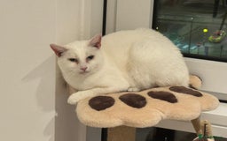 Mixed Breed cats for sale: Male and female cat - Image 7