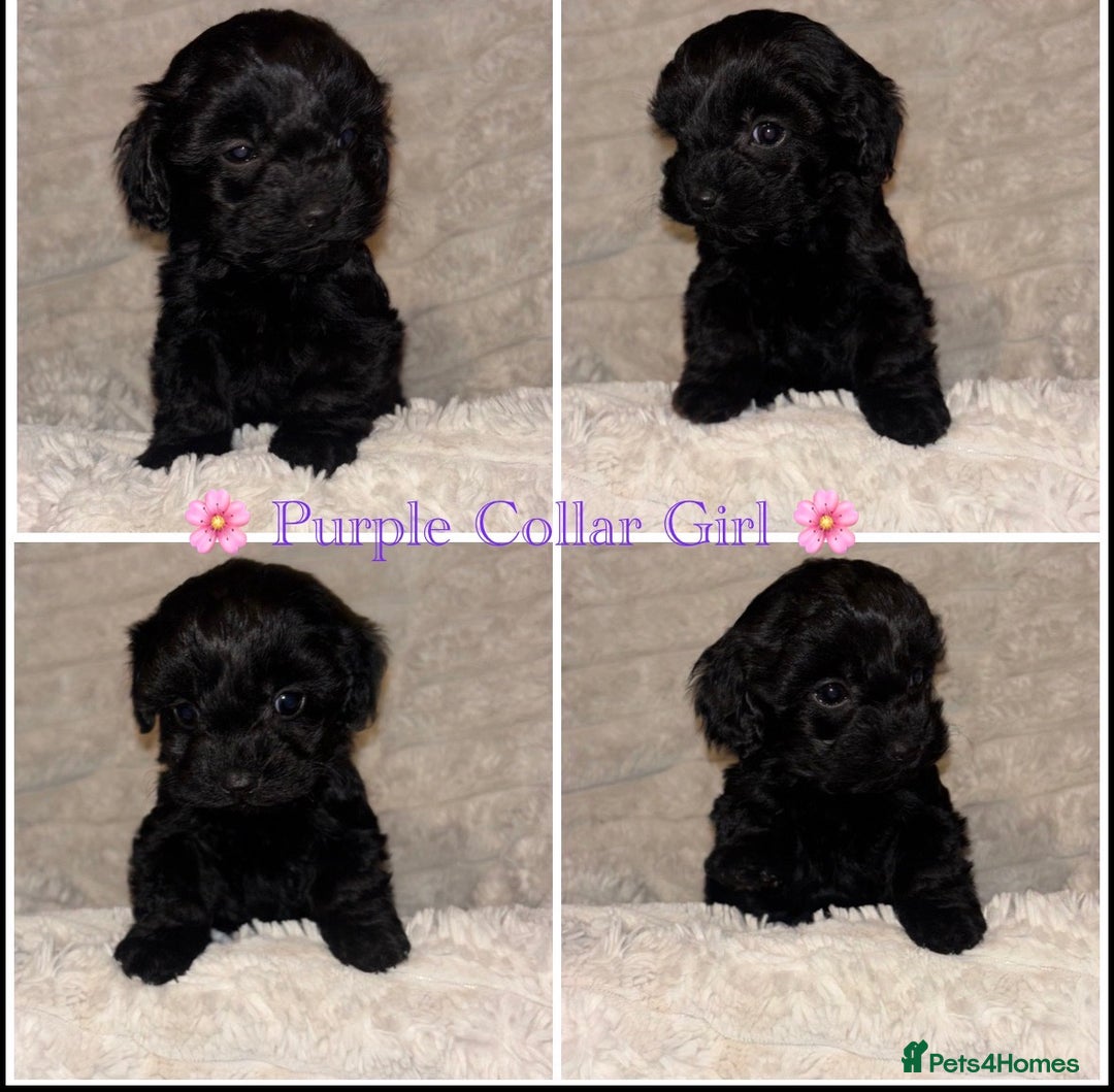 Cavapoo dogs for sale: 1 GIRL F1 CAVAPOO PUPPY HEALTH TESTED PARENTS 🐶 - Advert 1