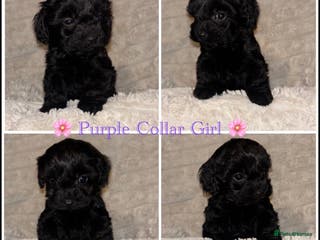 Cavapoo dogs 1 GIRL F1 CAVAPOO PUPPY HEALTH TESTED PARENTS 🐶 - Advert 3