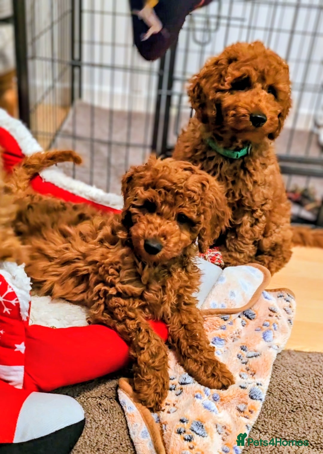 Miniature Poodle dogs for sale: MINIATURE POODLE BOYS NOW AVAILABLE!  - Advert 12