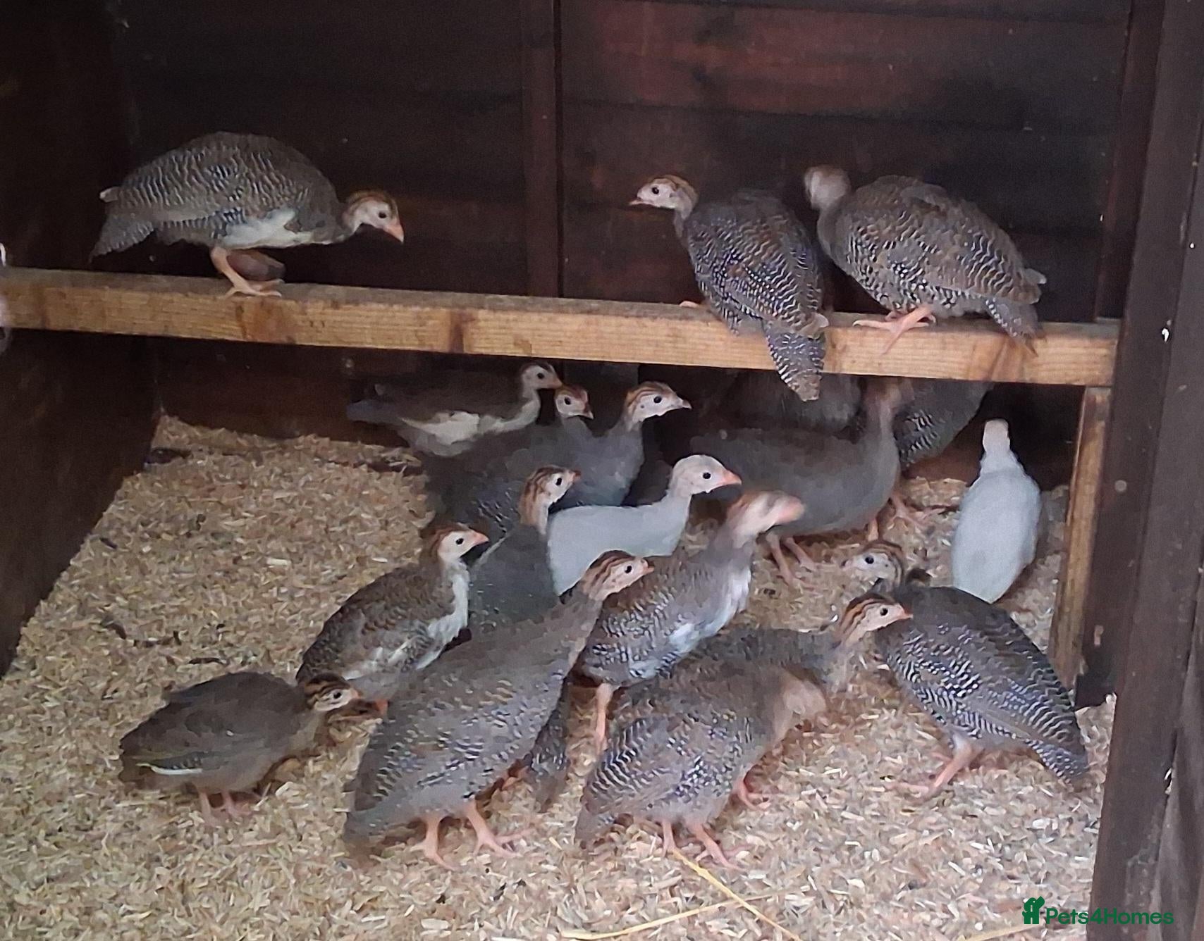 Guinea Fowl poultry Guinea fowl keets - Advert 1