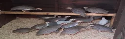 Guinea Fowl poultry for sale: Guinea fowl keets - Advert 1