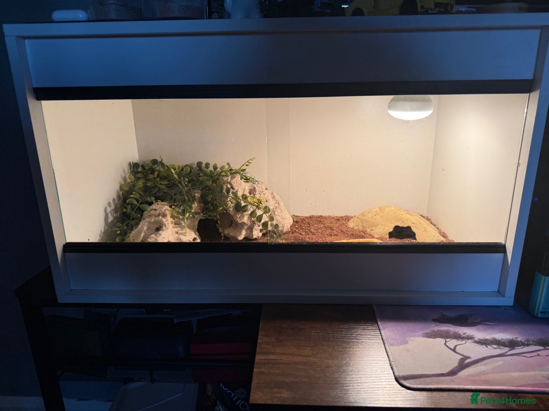 Gecko reptiles for sale: Gecko - Image 7