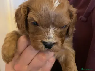 Cavapoo dogs Lovely home reared Cavapoos for sale - Advert 3