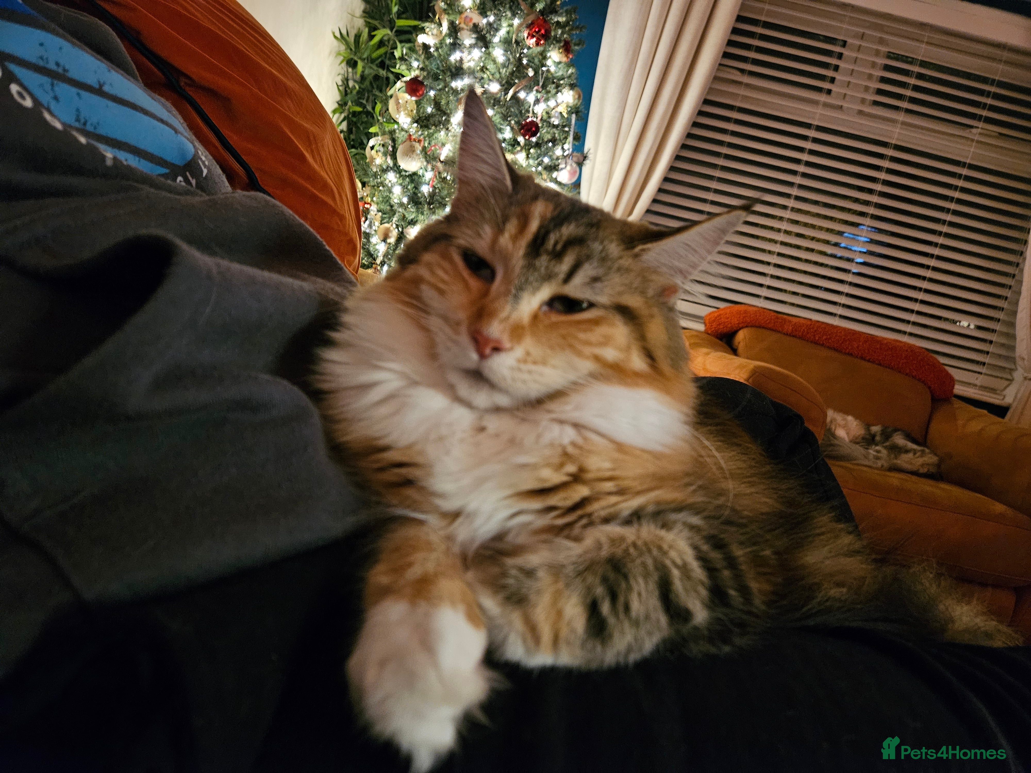 Maine Coon cats Active female maincoon gccf and tica - Advert 12