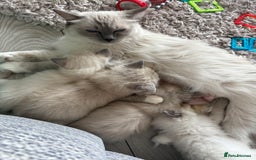 Ragdoll cats for sale: Ragdoll’s for sale!  - Image 7