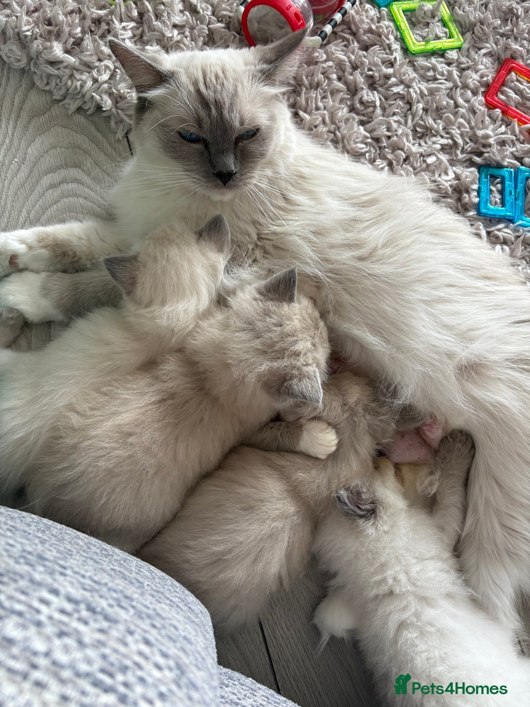 Ragdoll cats for sale: Ragdoll’s for sale!  - Image 7