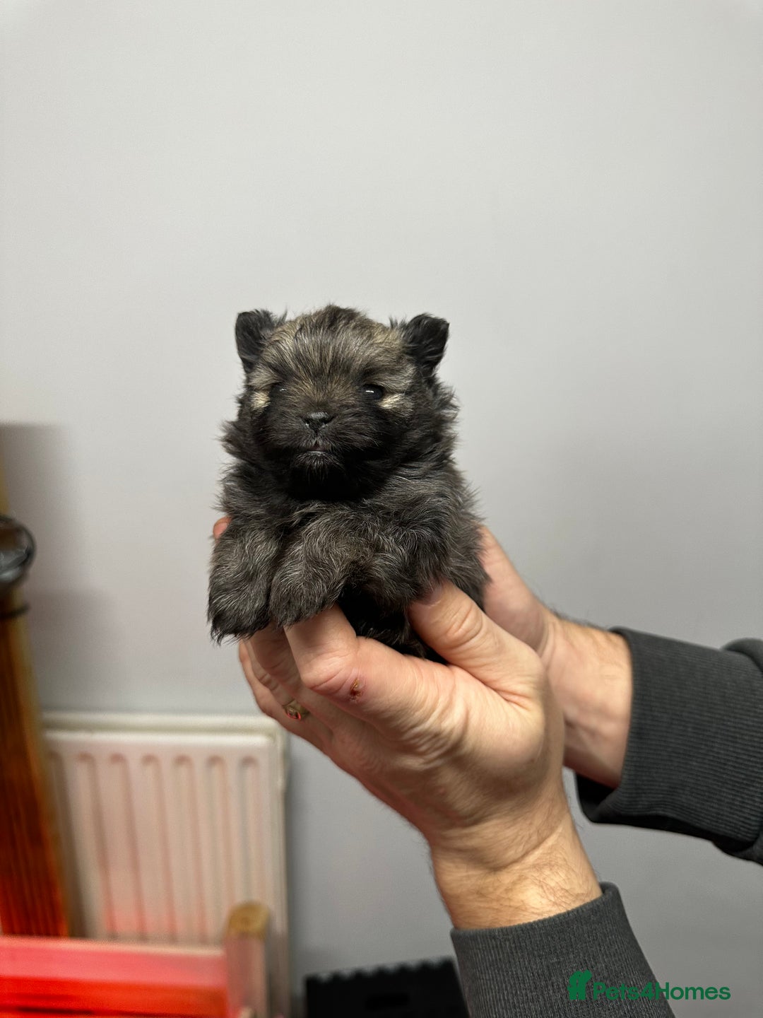 Pomeranian dogs for sale: GORGEOUS POMERANIAN PUPPIES 🐶🐶🐶🐶🐶 - Advert 2