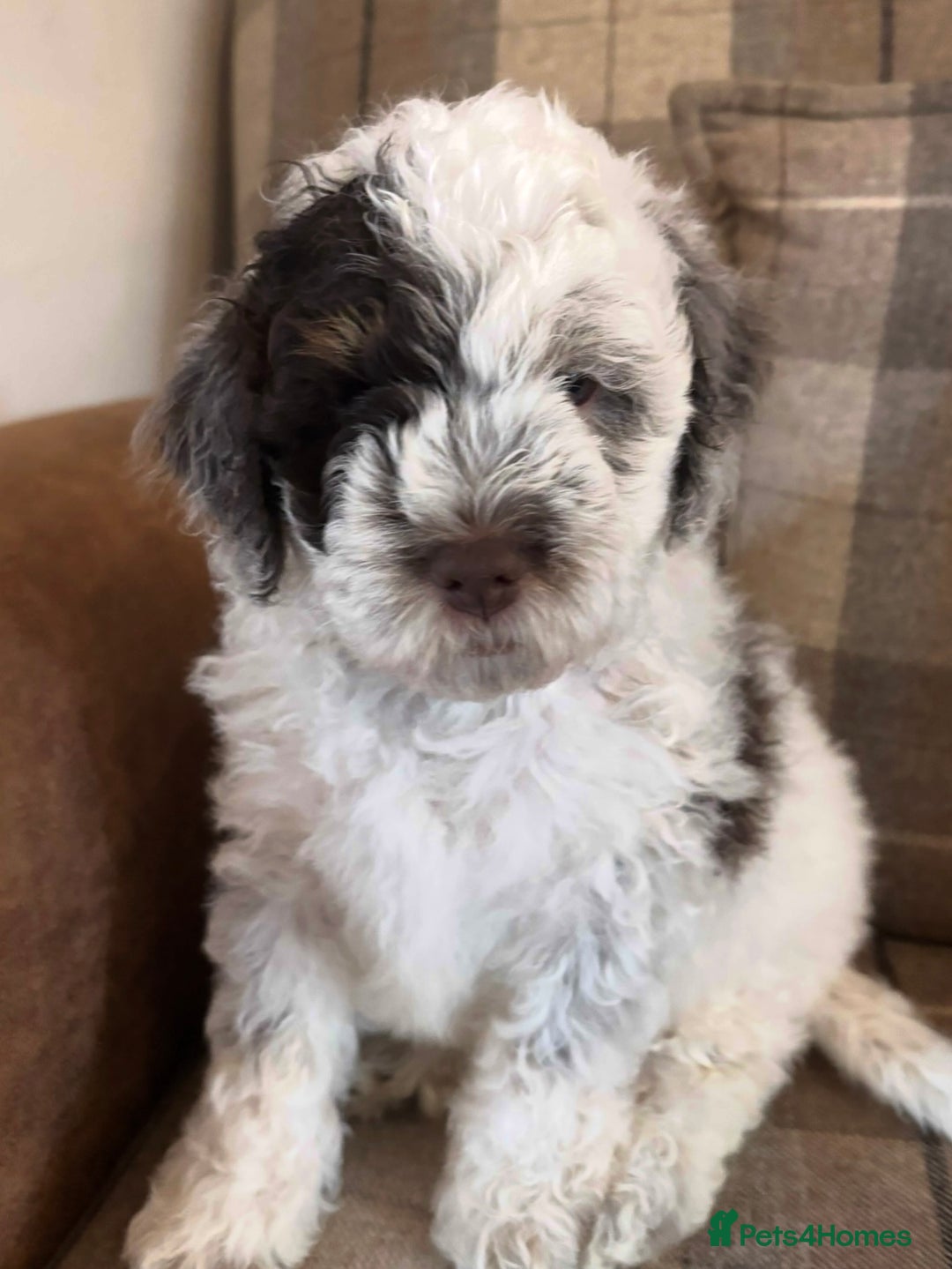 Cockapoo dogs for sale: Cockapoo  - Image 1