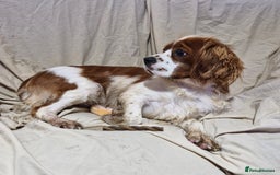 Cavapoo dogs for sale: Cavapoo puppies  - Image 21