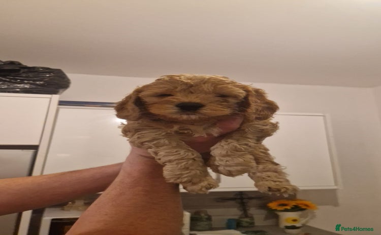 Cockapoo dogs - Advert 1