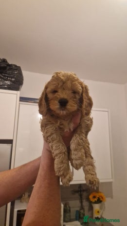 Cockapoo dogs - Advert 1