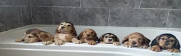 Cocker Spaniel dogs for sale: READY TO LEAVE working cocker spaniel pups - Advert 11