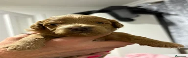 Cavapoo Puppy 7