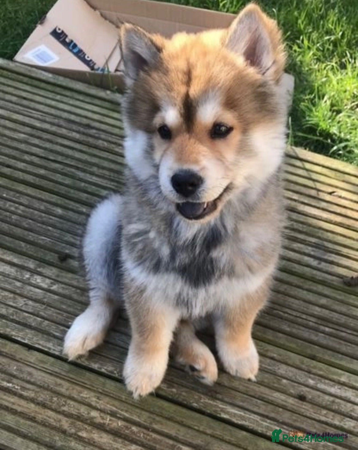 Mixed Breed dogs Beautiful teddy bear chowski puppies - Advert 1