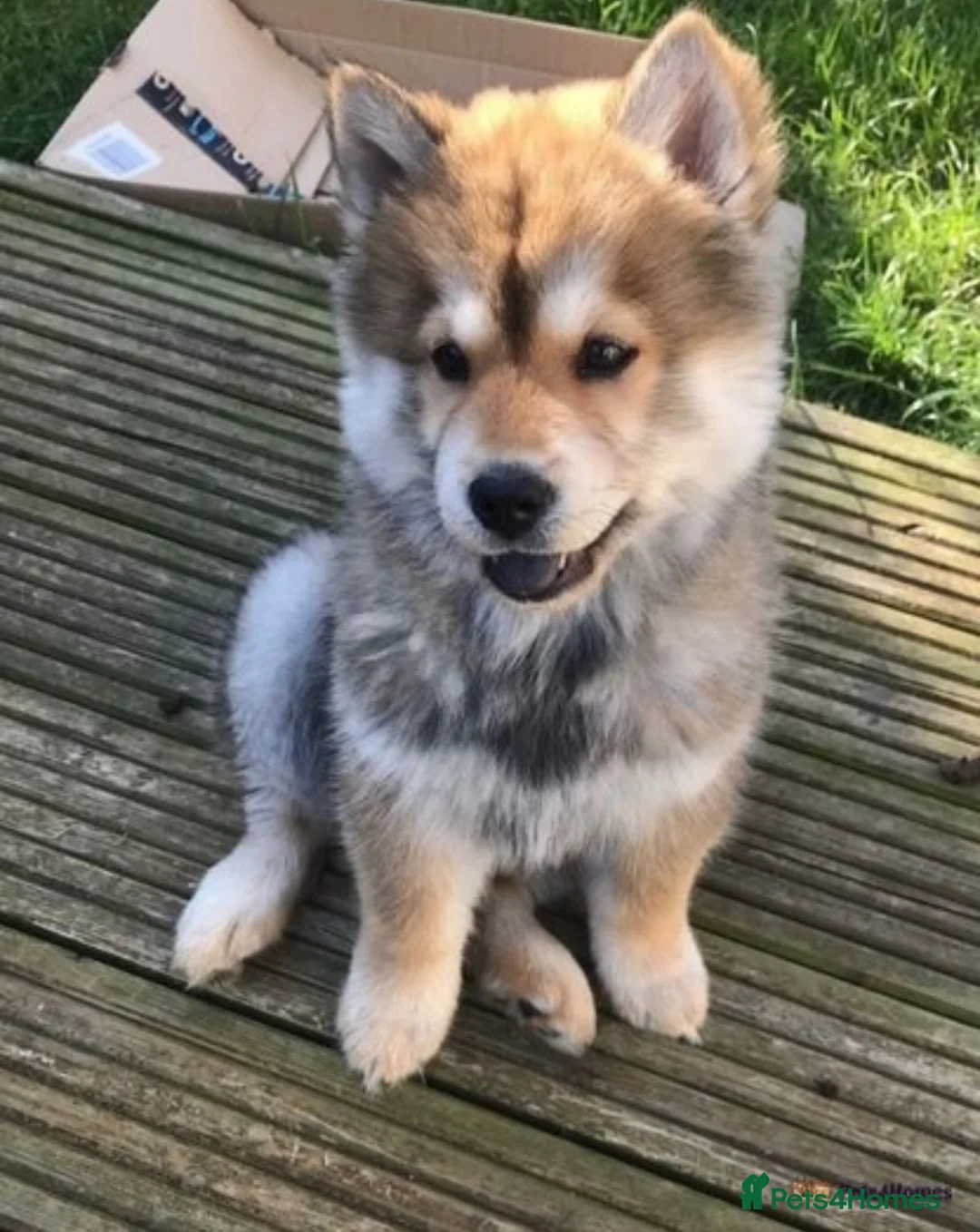 Mixed Breed dogs for sale: Beautiful teddy bear chowski puppies - Advert 1