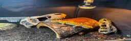 Leopard Gecko reptiles for sale: Leopard Gecko with Complete Vivarium & Accessories - Advert 12