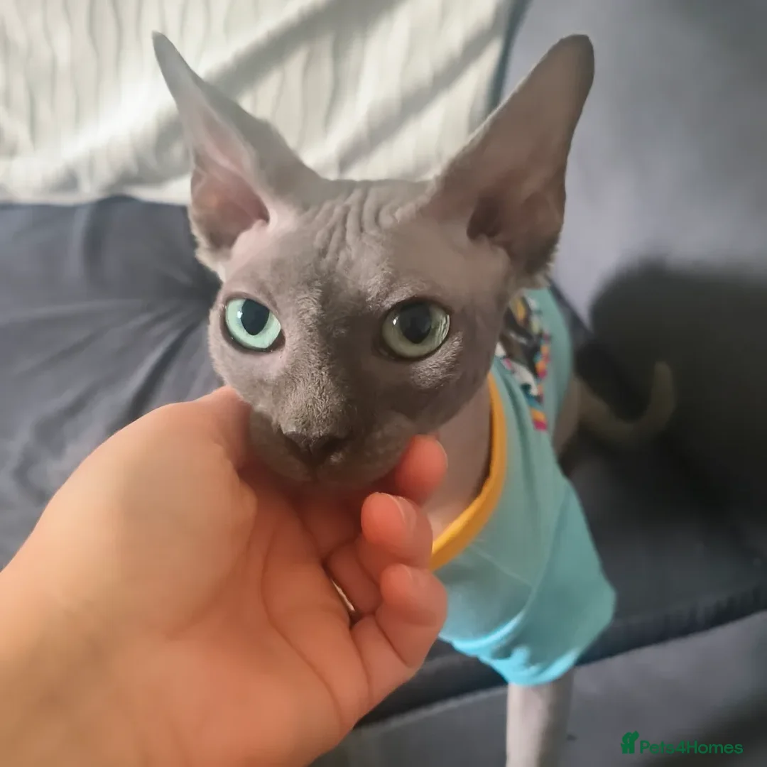 Sphynx cats for sale: Mother and son Sphynx for sale - Advert 4