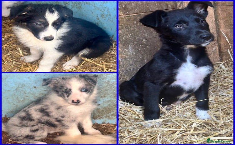 Border Collie dogs - Advert 2