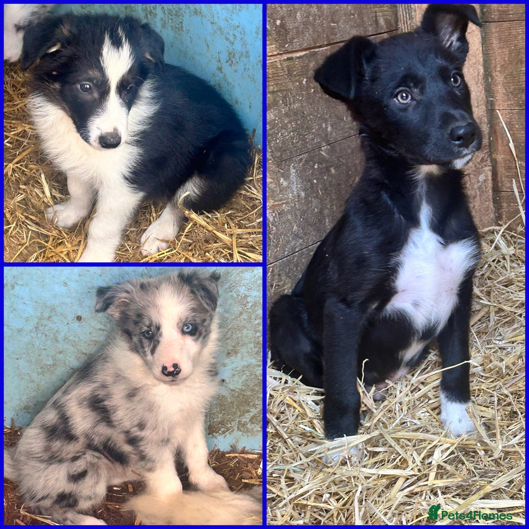 Border Collie dogs for sale: 3 beautiful border collie pups  - Image 1