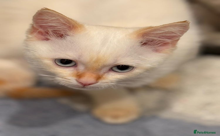 Mixed Breed cats - Advert 4