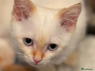 Mixed Breed cats - Advert 12