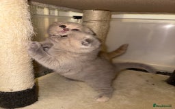 Scottish Fold cats for sale: 3 Adorable Scottish Fold Kittens🩷💙🩷 - Image 15