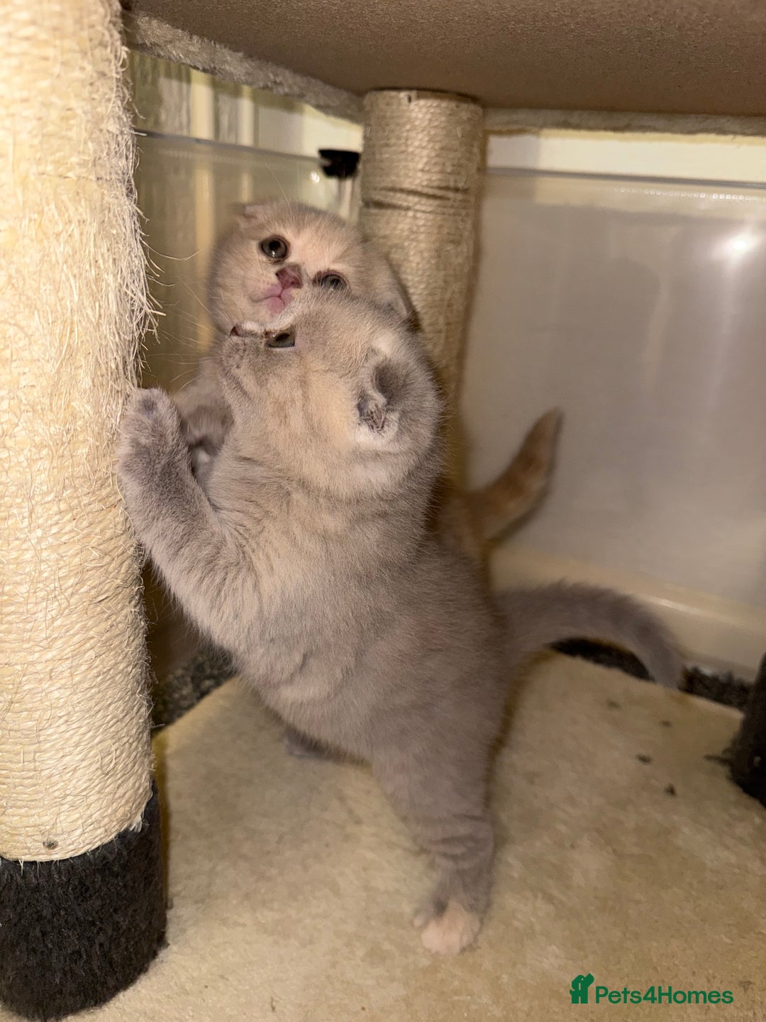 Scottish Fold cats for sale: 3 Adorable Scottish Fold Kittens🩷💙🩷 - Image 15