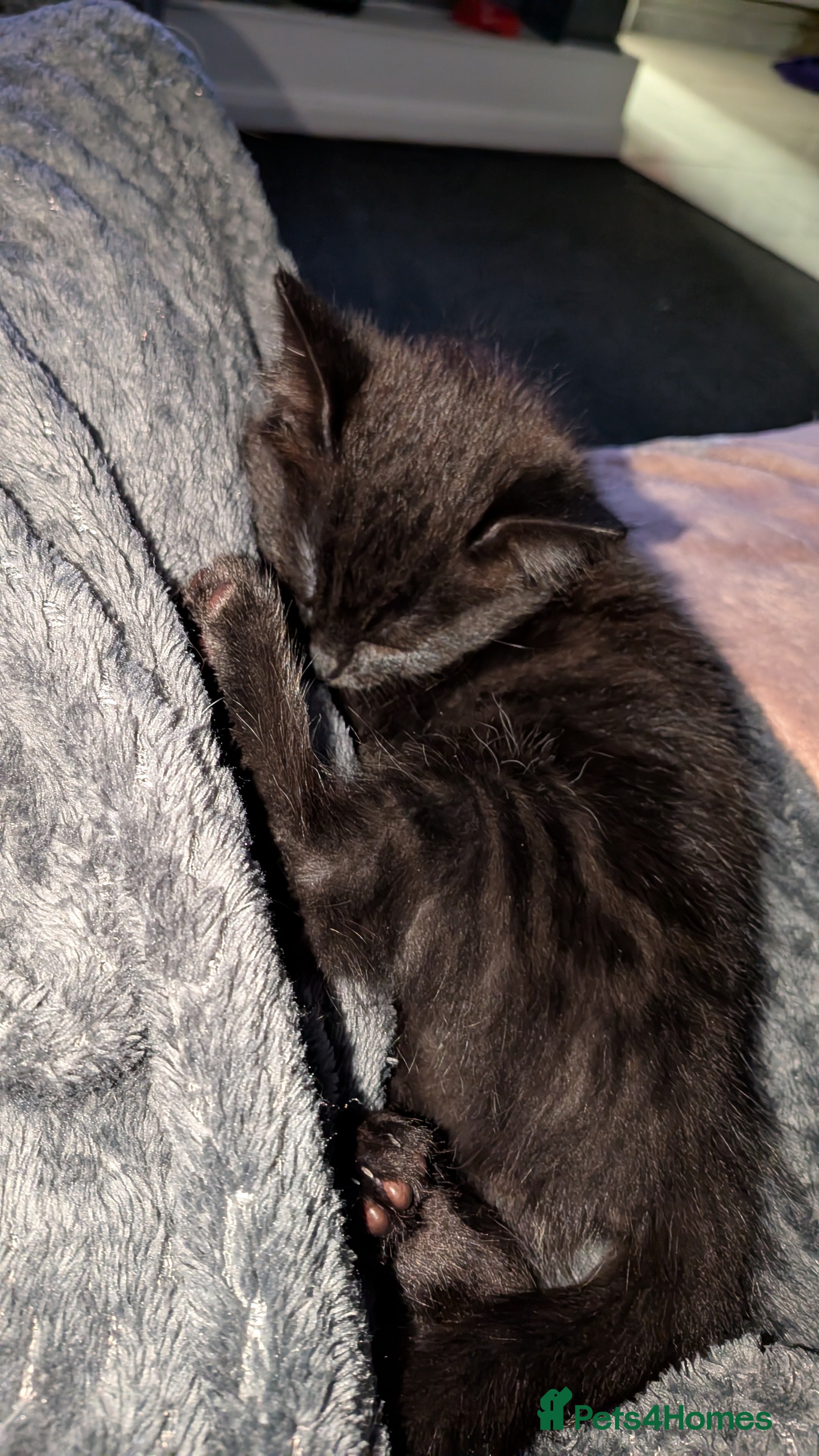 Mixed Breed Kitten 1