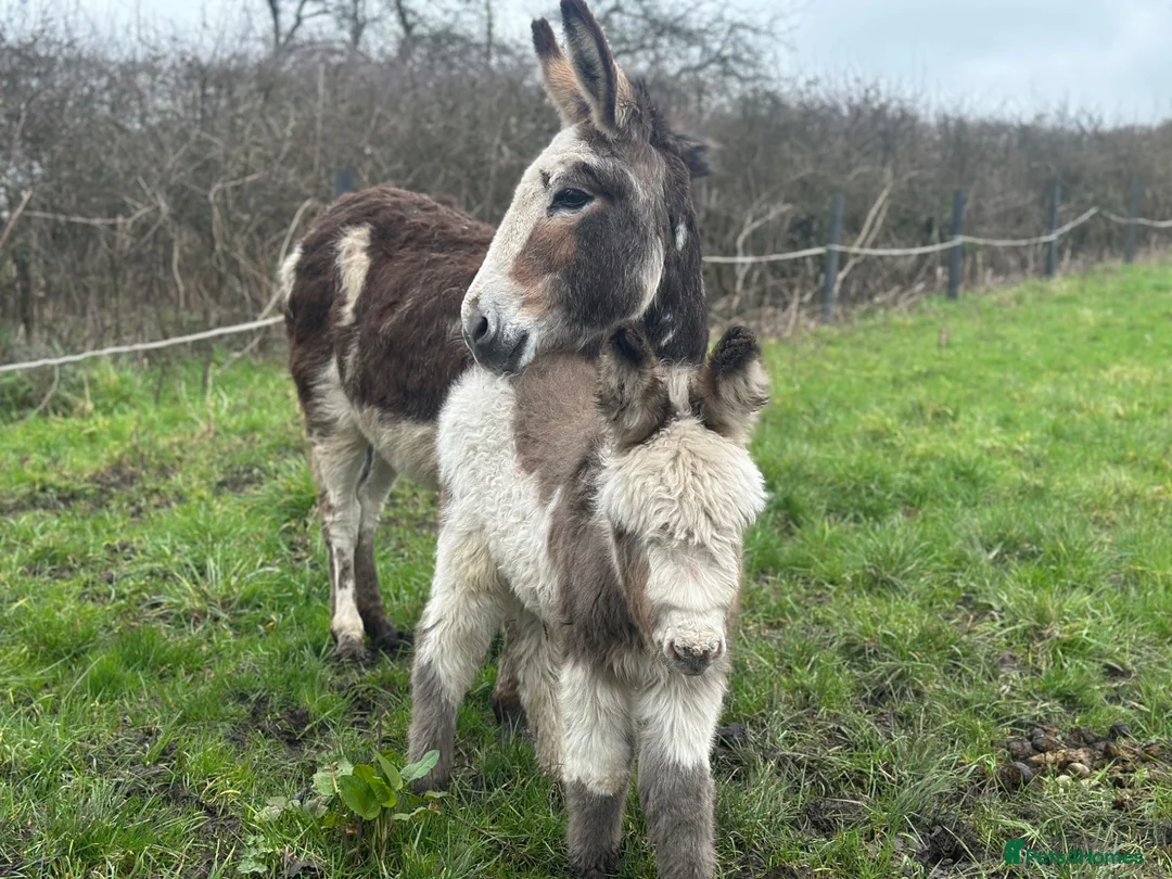 Donkey livestock for sale: STANDARD JENNY FOAL FOR SALE  - Advert 2
