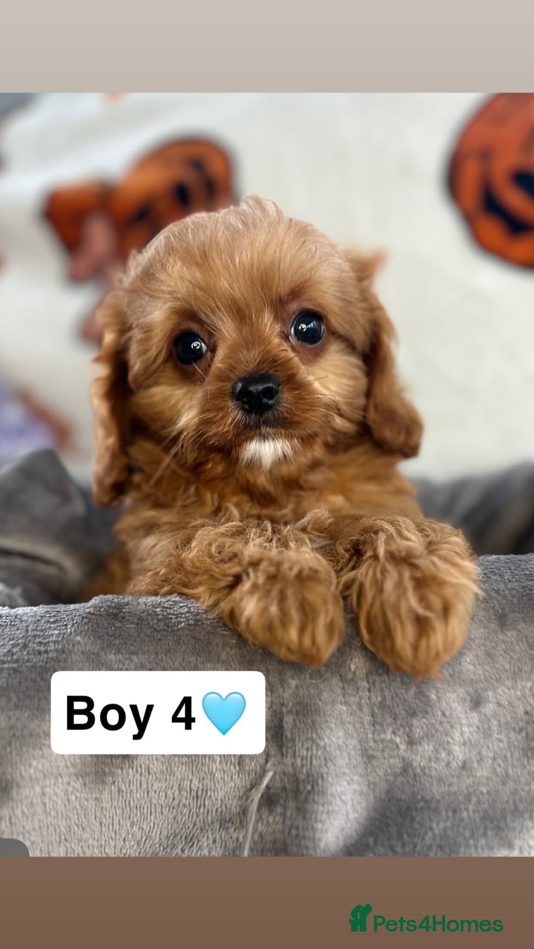 Cavapoo dogs for sale: DNA Cavapoo’s pups - Advert 6