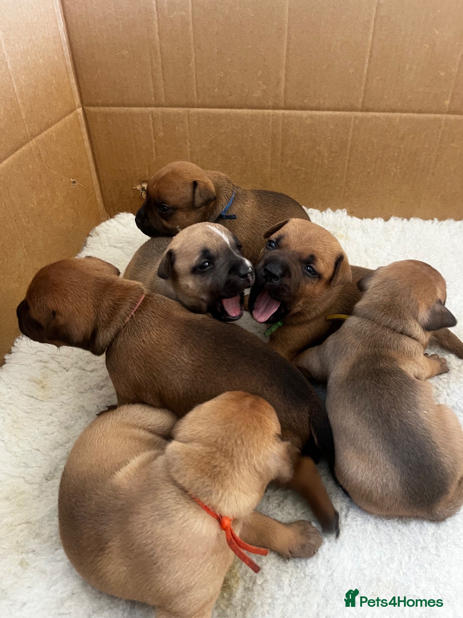 Staffordshire Bull Terrier dogs ❤️Beautiful red Staffordshire bull terrier puppies - Advert 12