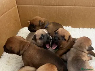 Staffordshire Bull Terrier dogs ❤️Beautiful red Staffordshire bull terrier puppies - Advert 5