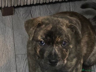 Mixed Breed dogs Chaffy puppies Chow x Staffy - Advert 4