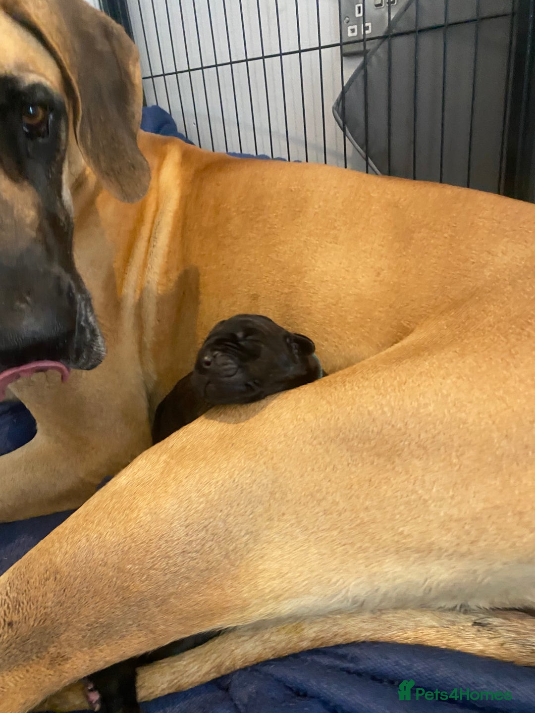 Great Dane dogs for sale: Stunning litter of 9 Great Danes  - Image 6