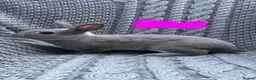 Rex rabbits for sale: Purebred Velvet Mini Rex Sable rabbits - Advert 21