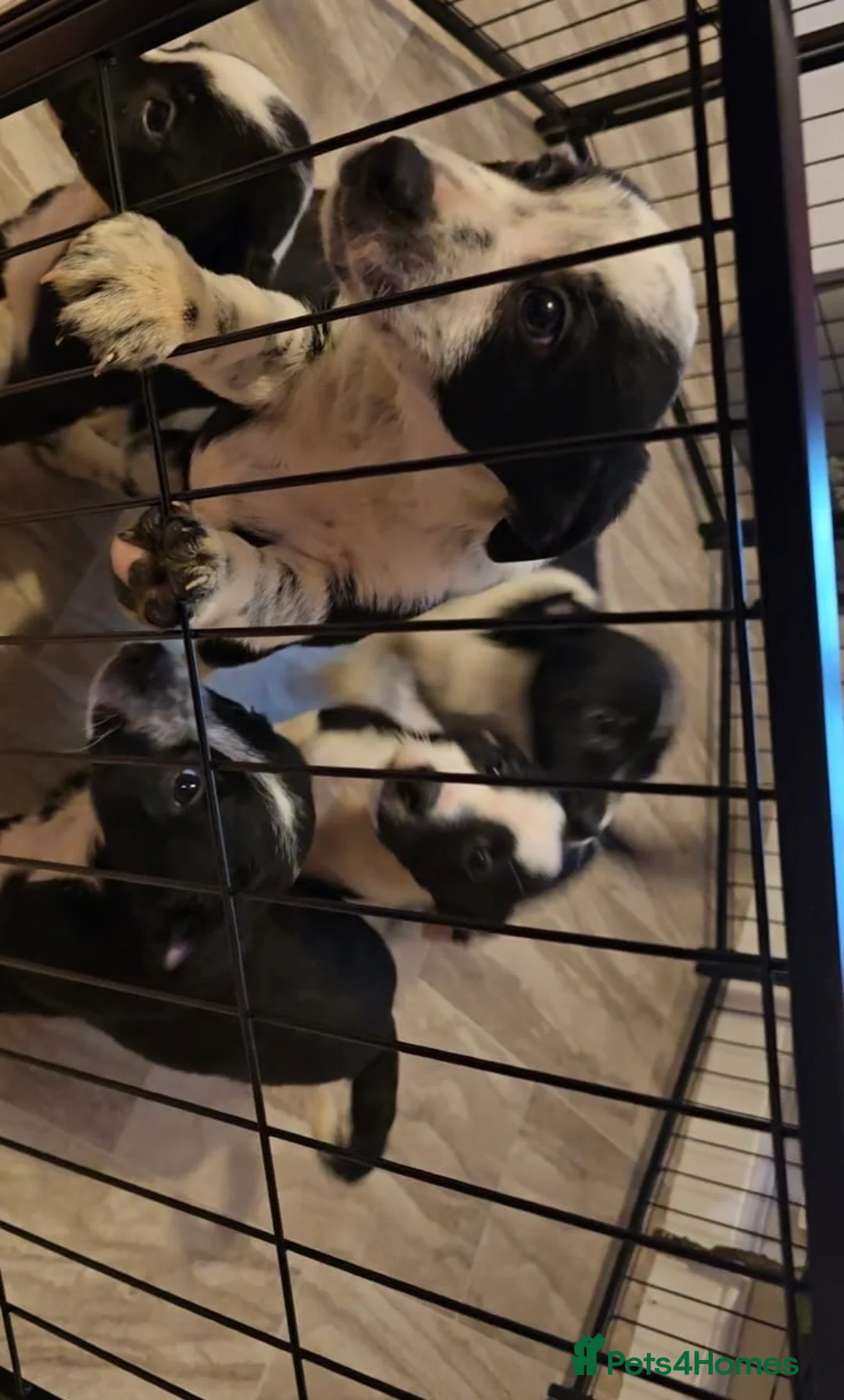 Border Collie dogs for sale: Border collie puppys - Advert 6