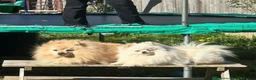 Pomeranian dogs for sale: Beautiful Female Pomeranian  in Ashton-under-Lyne - Advert 4