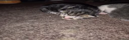 Mixed Breed cats for adoption: Rescue cat, Dolly's kittens- 1 boy and 1 girl left - Advert 12