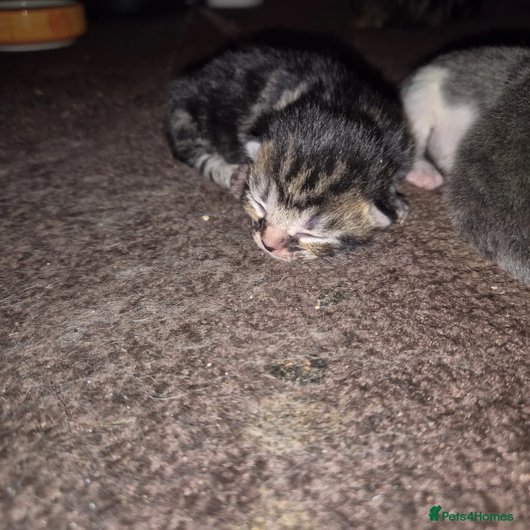 Mixed Breed cats for adoption: Rescue cat, Dolly's kittens- 1 boy and 1 girl left - Advert 12