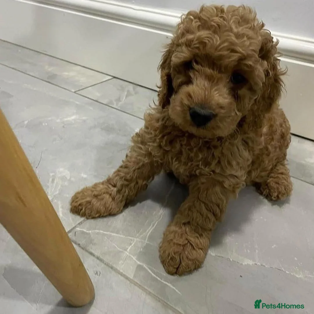Cockapoo dogs for sale: Adorable Cockapoo puppies  - Advert 2