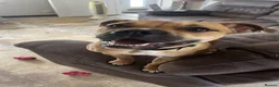 Mixed Breed dogs for sale: 1 year old staffy cross in Leigh - Advert 4