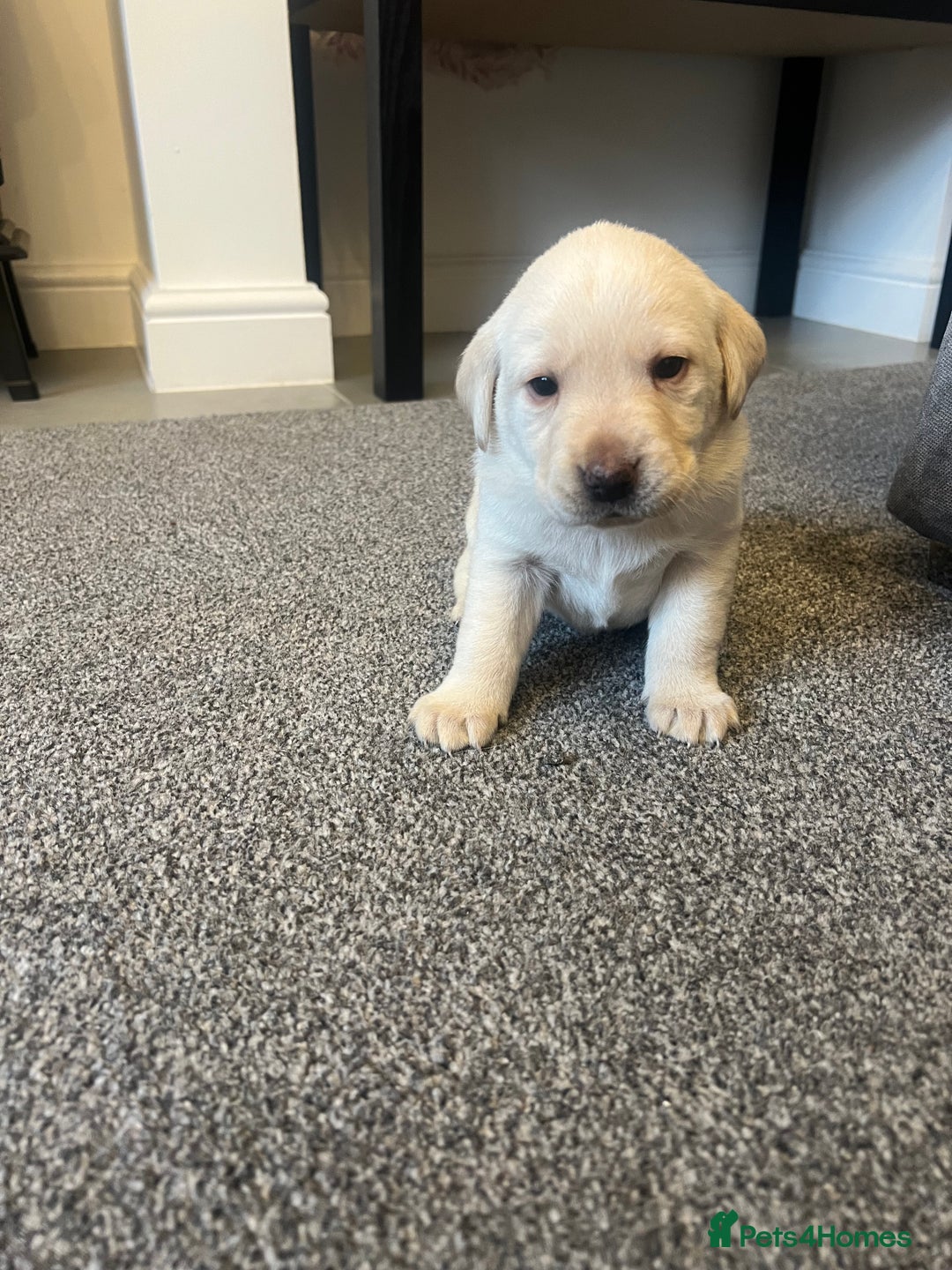 Labrador Retriever dogs for sale: Stunning Labrador puppys - Advert 11