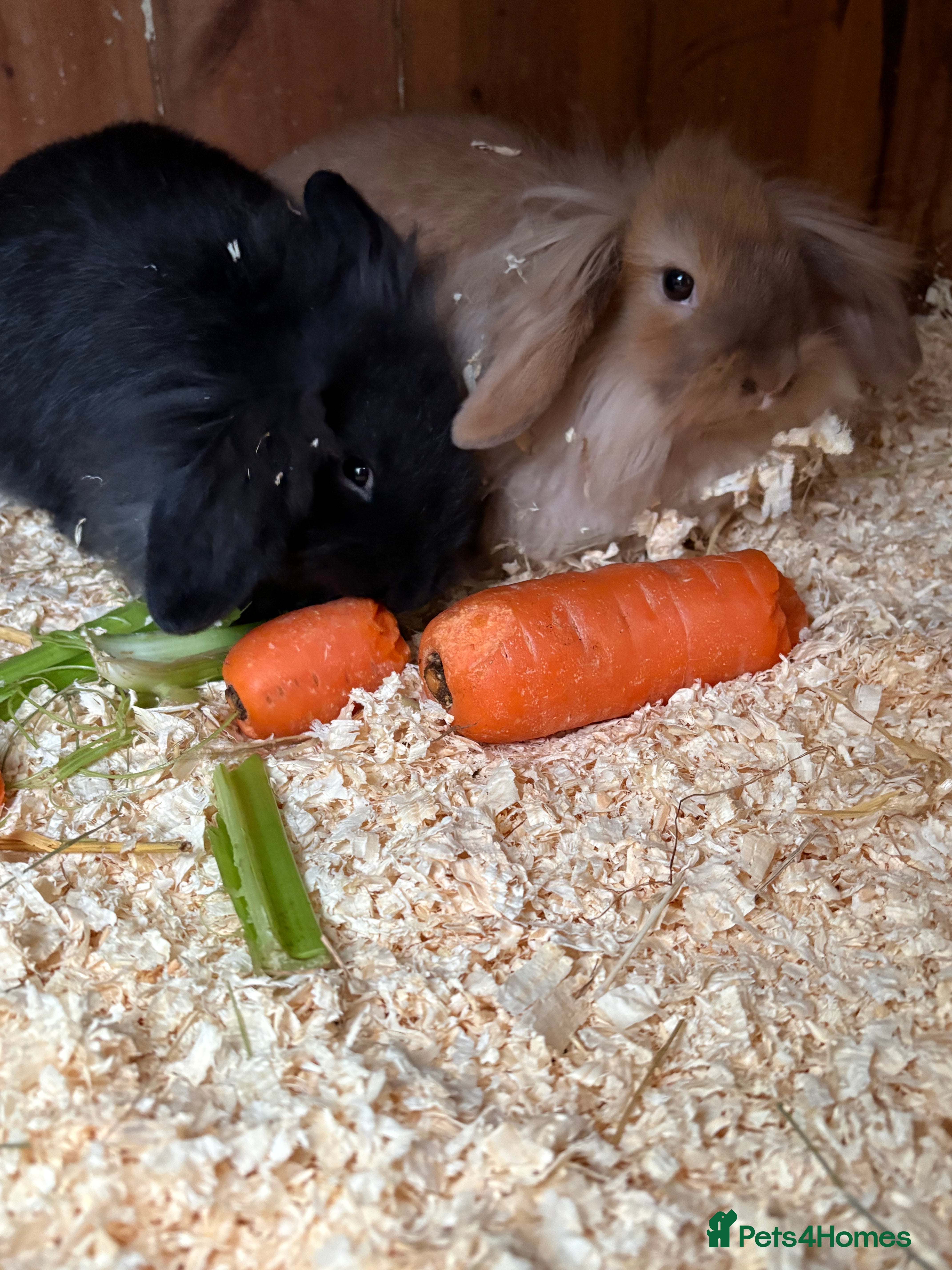 Mini Lop rabbits Mini lop baby rabbits for sale. - Advert 6