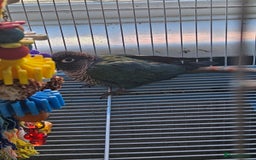 Conures birds for sale: Tame Male & Female Pineapple Conures - Image 26